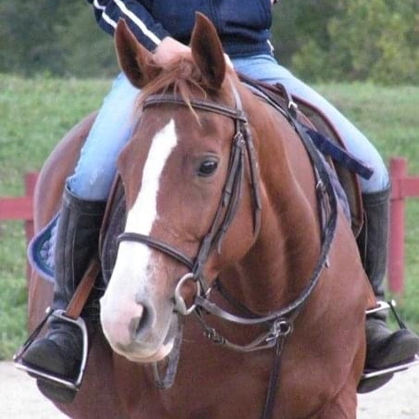 Meet the Horses Kiwi North Fork School of Equitation