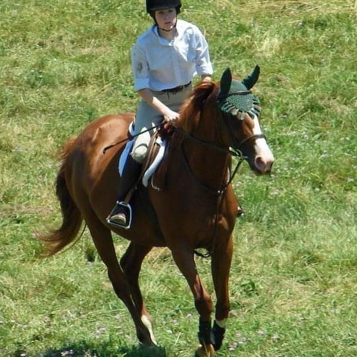 Meet the Horses Kiwi North Fork School of Equitation