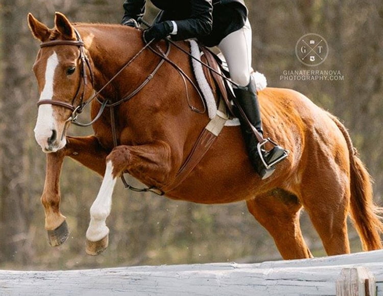 Meet the Horses Kiwi North Fork School of Equitation