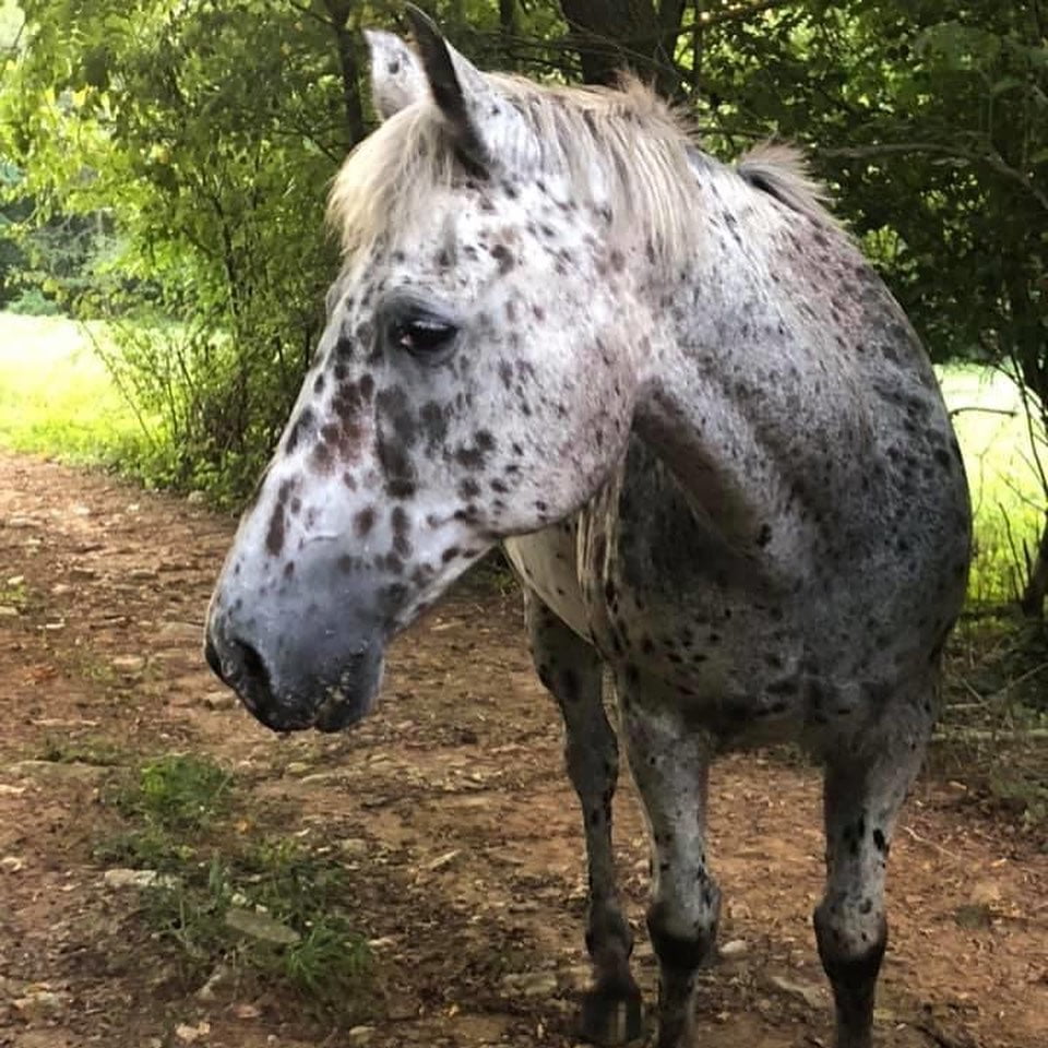 Meet the Horses Nacho North Fork School of Equitation