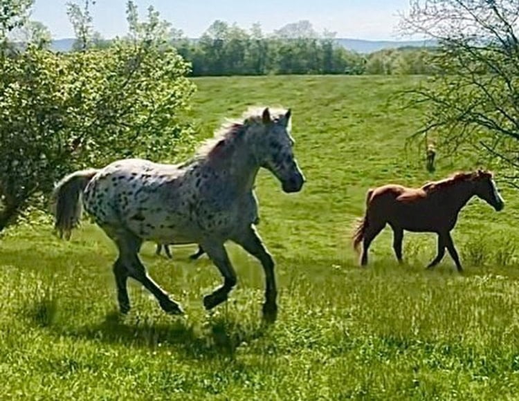 Meet the Horses Nacho North Fork School of Equitation